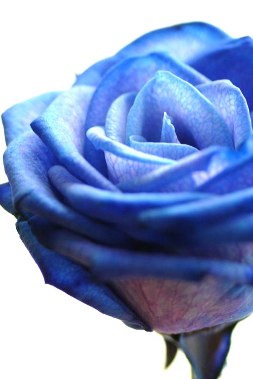 cucereste-barbatul-iubit