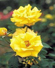 Tratarea trandafirilor