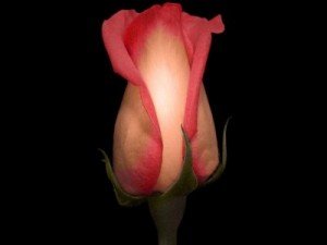 Sms de dragoste - declaratii de dragoste de sarbatori