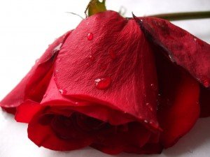 de Craciun o mare iubire