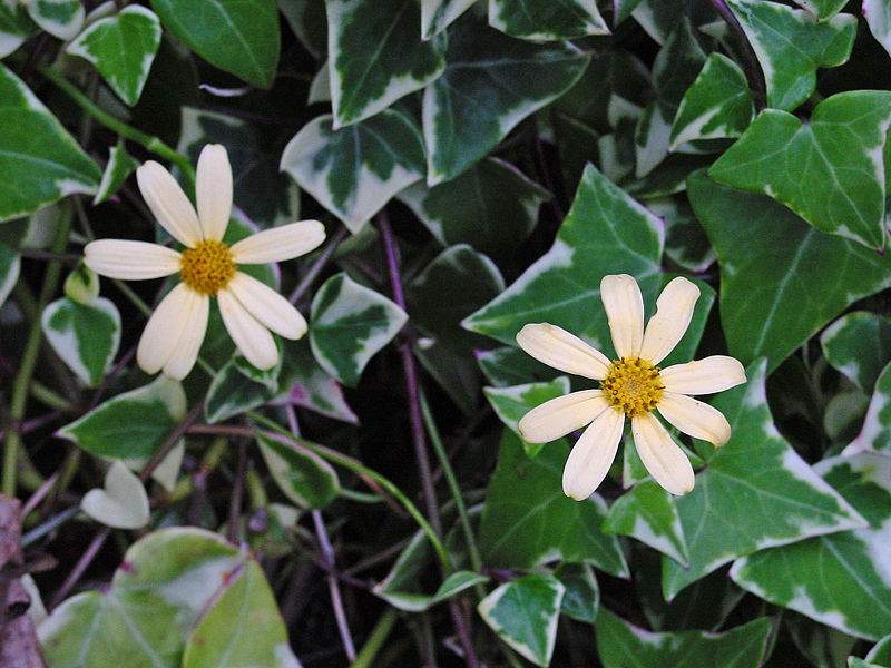 Ce fereastra prefera floarea ta