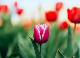 154 Citate Despre Flori Citate frumoase