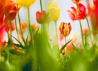 61 Mesaje De 1 Martie