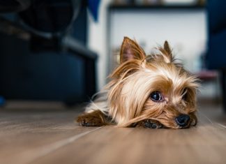 84 Citate Despre Caini Care iti Vor Transforma Viata