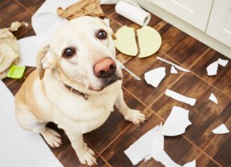Ce este anxietatea de separare la caini si cum sa o prevenim
