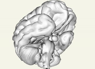 Ritmurile circadiene: ce sunt si in ce functii biologice intervin