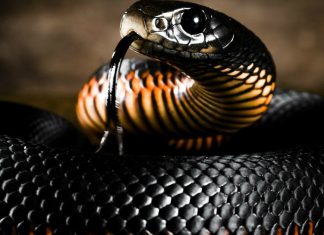 Top 25 Cele mai periculoase specii de serpi care exista
