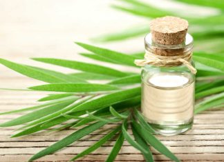 Uleiul esential de arbore de ceai: ce este si la ce se foloseste